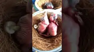 Tamming Chicks🐤🐥 How to feed a tammed chick from a day old chick