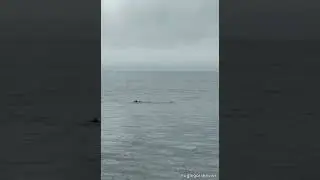 Две косатки попали в сети в Углегорском районе