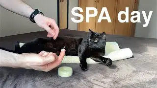 Cat’s Spa Day
