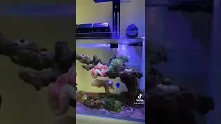 Ypdate Nano Reeftank strln