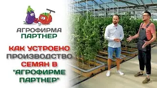 Как устроено производство семян в 