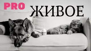 PRO Живое и Живых - оставайся с нами - будет интересно!!!