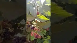 Ежевика Вождь Джозеф сезон 2023