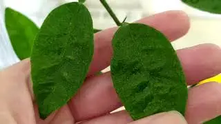 Spider mite on citrus