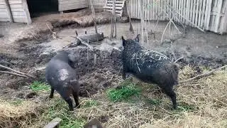 Венгерская Мангалица- полувольное  содержание.