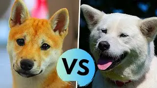 Akita Inu vs Shiba Inu Difference