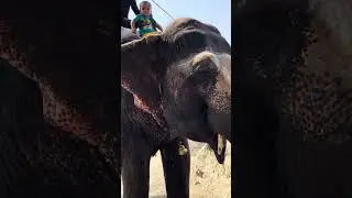 Hati 🐘ko pani pila pila ke thak gya me 😲#youtube #youtubeshort #viral #trending