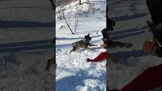 #жена #овчарка #звезда #игра