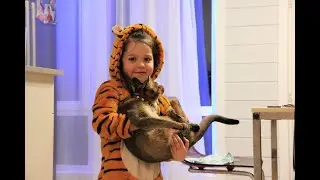 КОТИКИ чаузи f4 гибрид камышового кота