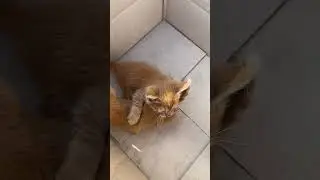 Отдаю котят) Самара ДАВАЙТЕ ВМЕСТЕ НАЙДЕМ ИМ ДОМ 🥺