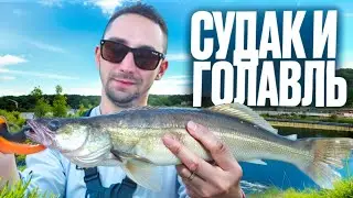 ПОКЛЕВКИ ГОЛАВЛЯ КАЖДЫЕ 3 ЗАБРОСА . СУДАК на сливе воды