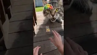 Leveling Up Through Animals! 🐈