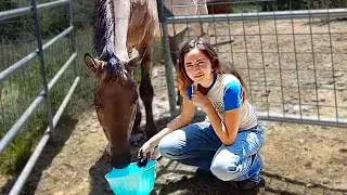 Giving My Horsey Medication For Seasonal Allergies at Alveus