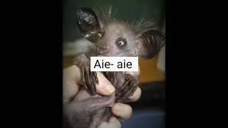 Animais estranhos que estão em risco de extinção #shorts