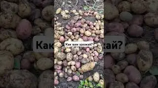 Сколько картофеля выросло без ухода? #elenamatveeva #урожай #садидача #картофель #советдня #топ
