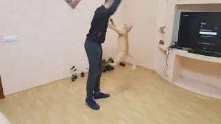 кот убийца нападает на людей))