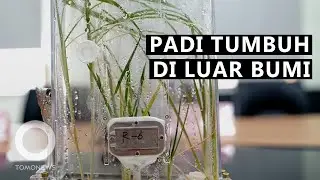 China Berhasil Tumbuhkan Bibit Padi di Ruang Angkasa