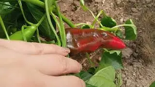 Перец-Лучшие сорта 2021🌶️. Перец в теплице радует обилием урожая