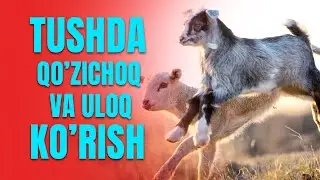 Tushda qo'zichoq va uloq ko'rish | Тушда қўзичоқ ва улоқ кўриш