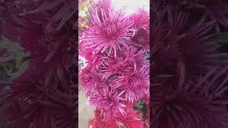 🍃🍁Burgundy needle chrysanthemums🍁🍃 #shorts #chrysanthemums #flowers