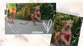 pov: a cutie puppy running towards you ▼・ᴥ・▼