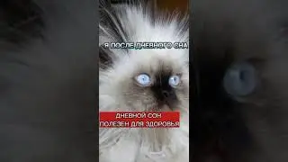 ДНЕВНОЙ СОН - ПОЛЕЗЕН ДЛЯ ЗДОРОВЬЯ! Подробнее в комментариях😉