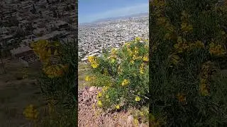La Ciudad De Chihuahua