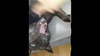 Vlastný pes ma chcel zjesť !