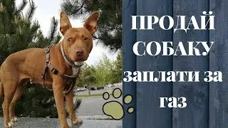 ПРОДАЙ СОБАКУ - ЗАПЛАТИ ЗА ГАЗ! 2020