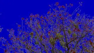 Nature blue screen