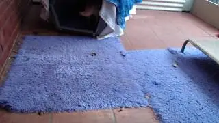 Kortmar Shiba Inu Live Stream - Emmy Bubbas