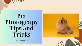 Capturing Paw-some Moments: Pet Photography Tips and Tricks! 📸🐾 | Unleash Your Inner Pet Paparazzi
