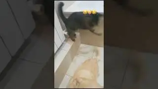 Funny cat attacks😂🤪🐈‍⬛ #animals #pets #funnyvideo #cat