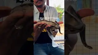 Snake in hand | Snake petting | Python in hand | Python in Bangalore