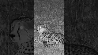 Beautiful Cheetah at Night