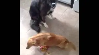 Border collie boxer smiling, caught stealing treats