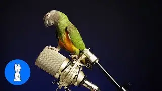 Funny BIRDS & PARROTS Talking and Singing