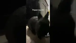 Little pepper popping out a bag of hay to say “Hi”