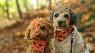 Hunde Halloween // Pico und Rubi im Halloweenparcours