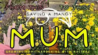 Saving Mums...From the Dumpster 🗑 Growing Home Gardening #mum um #chrysanthemums #autumn