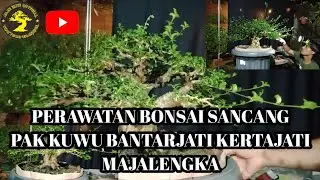 PERAWATAN BONSAI SANCANG ISTIMEWA