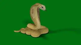 snake green screen |🐍green screen snake | snake green screen video | green screen snake video #snake