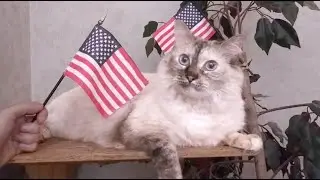 Wednesday Kitty for VP