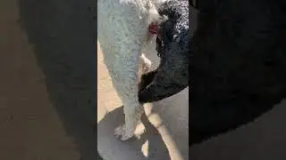 What to do when dogs mate and get stuck