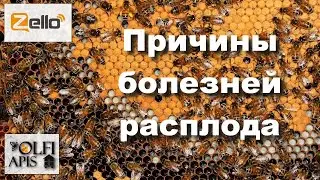 Причины болезней расплода. 