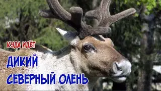 Where does the wild reindeer go?