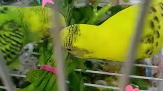 my parrots! (old video)