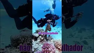 Bichinhos que nos entendem -bagunça no fundo do mar