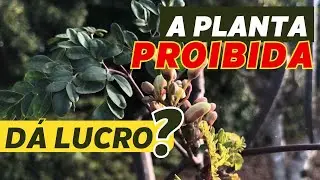 MORINGA OLEÍFERA: alimente o gado com o cultivar mais nutritivo do MUNDO