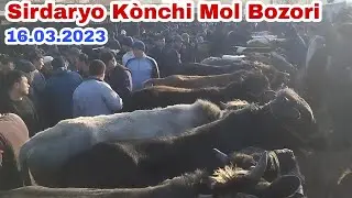 Sirdaryo Kònchi Mol Bozori 16.03.2023